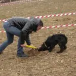 ricerca del tartufo durante manifestazione