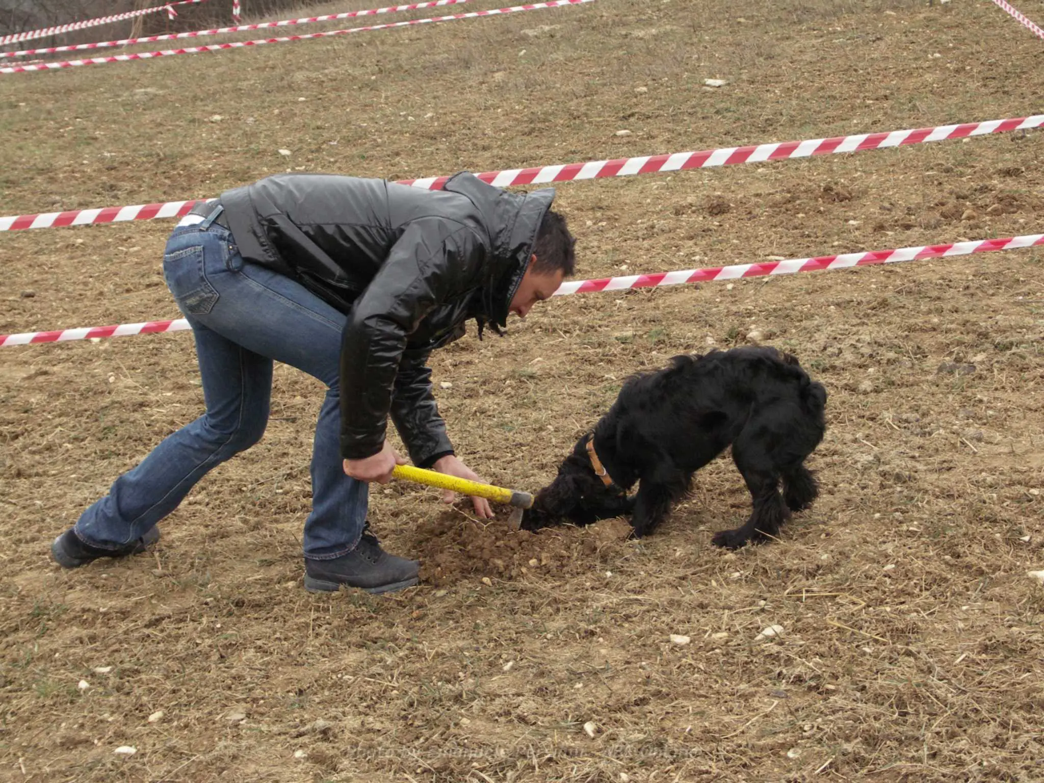 ricerca del tartufo durante manifestazione