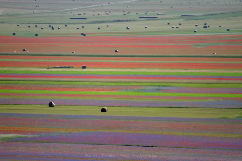 Perché crescono tanti fiori ordinati nei campi con la lenticchia.