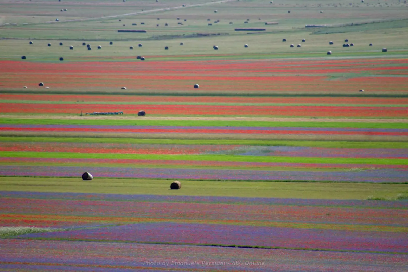 Perché crescono tanti fiori ordinati nei campi con la lenticchia.